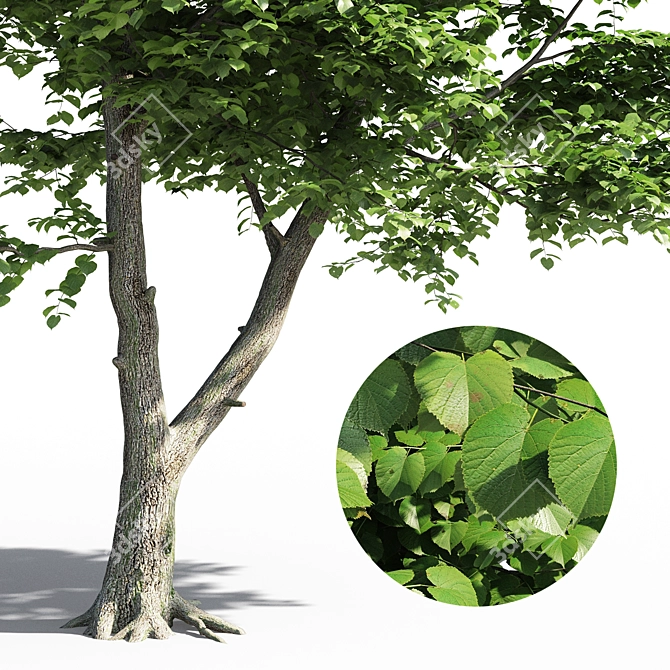 Leafy Beauty: Tilia Europaea Linden Tree 3D model image 4