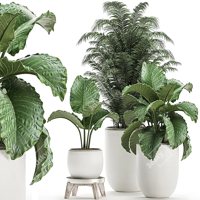 Tropical Plant Collection in White Pots 3D model image 1