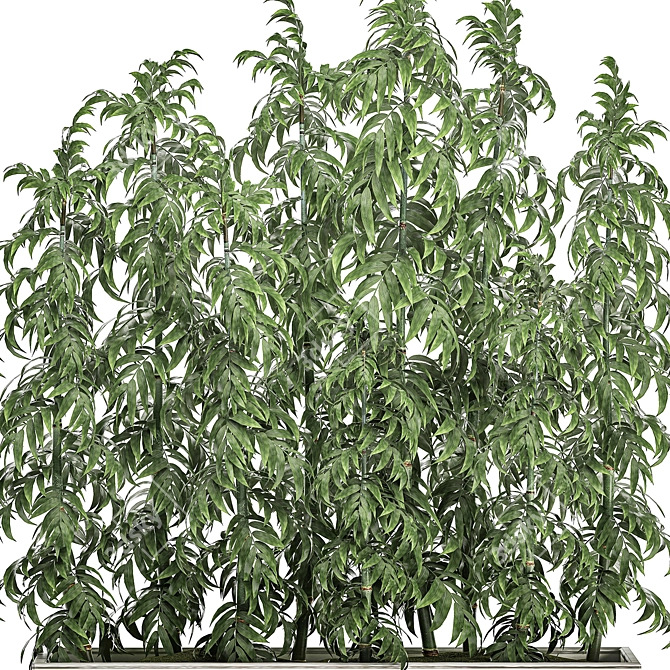 Tropical Plant Collection 3D model image 4