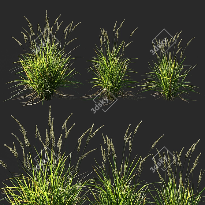 Koeleria Macrantha Grass: Vibrant and Lifelike Turf for Your Landscape 3D model image 1