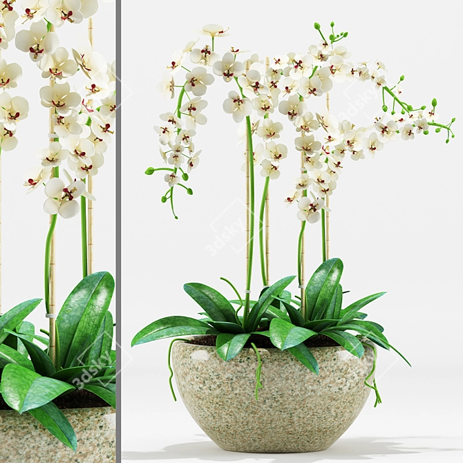 Orchid Flower Pot 200: Max 2012 & FBX 3D model image 1