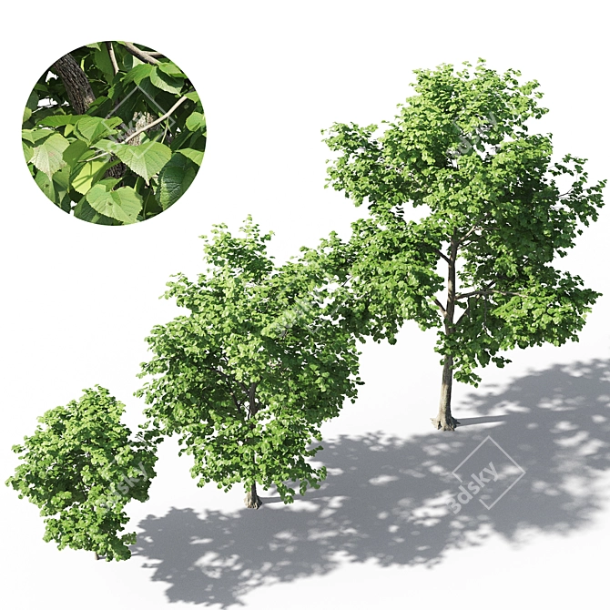 Linden Tree 3D Model 3D model image 2