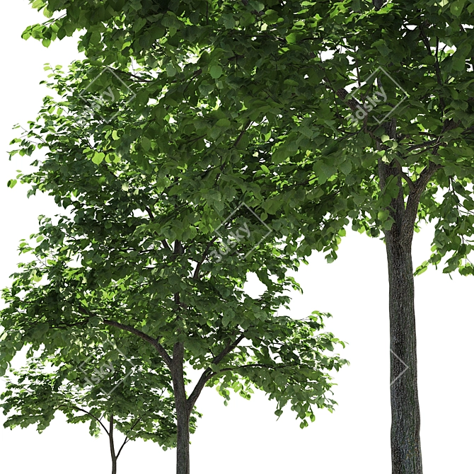 Linden Tree 3D Model 3D model image 3