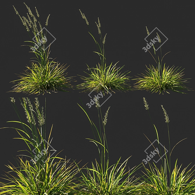 Koeleria macrantha Grass 03: Lifelike Ornamental Plant 3D model image 1