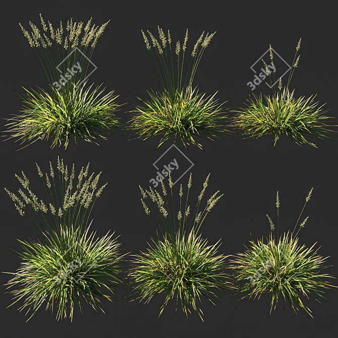 Koeleria Grass - Ornamental Landscaping Solution 3D model image 1