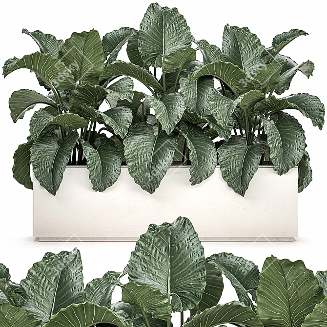 Tropical Plant Collection: Alocasia Macrorrhiza in White Pots 3D model image 1