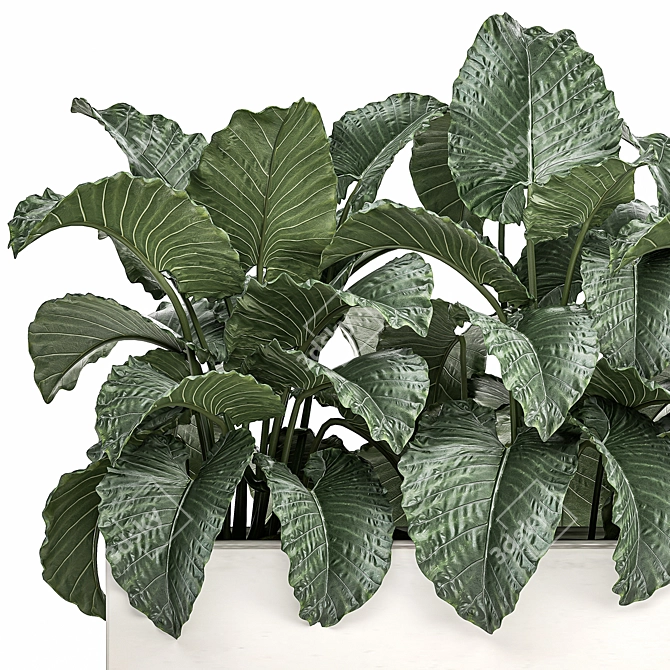 Tropical Plant Collection: Alocasia Macrorrhiza in White Pots 3D model image 2