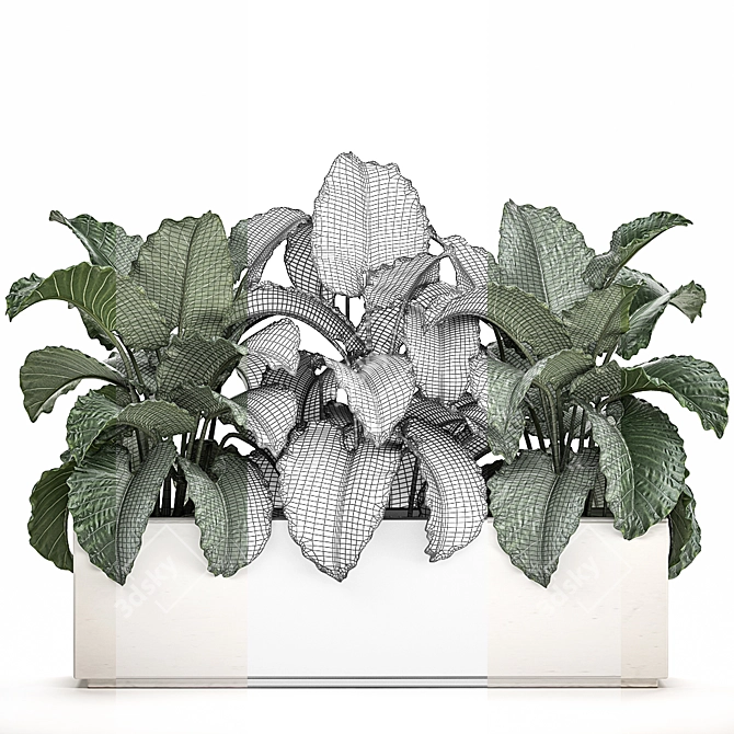 Tropical Plant Collection: Alocasia Macrorrhiza in White Pots 3D model image 4