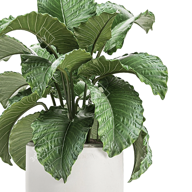 Exotic Indoor Plant Collection with White Pots 3D model image 4