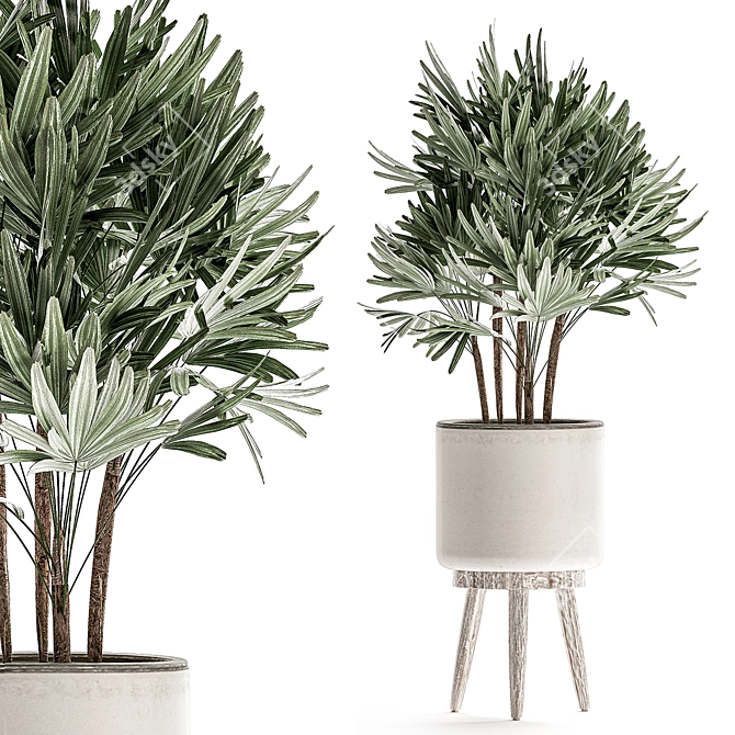 Tropical Plant Collection in White Pots 3D model image 3