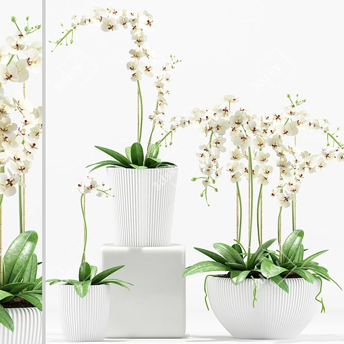 Elegant Orchid Flower Pot 3D model image 1