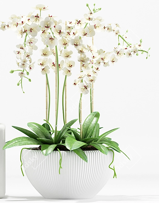 Elegant Orchid Flower Pot 3D model image 3