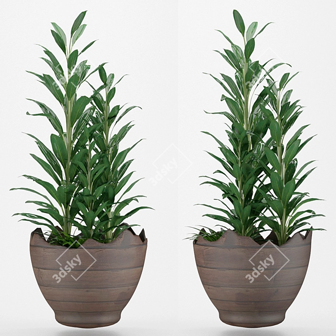 Glossy-leaved Zamioculcas in Pot 3D model image 1