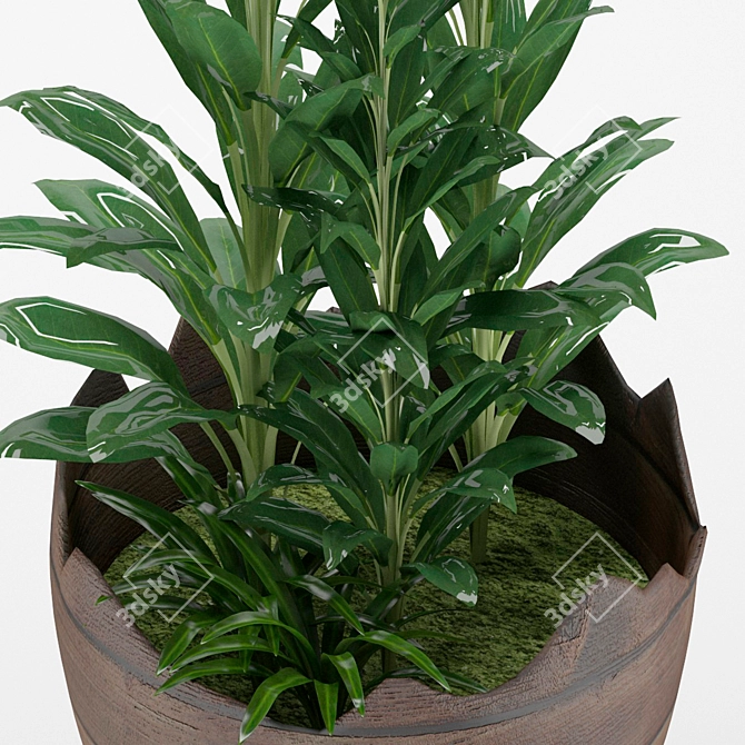 Glossy-leaved Zamioculcas in Pot 3D model image 2