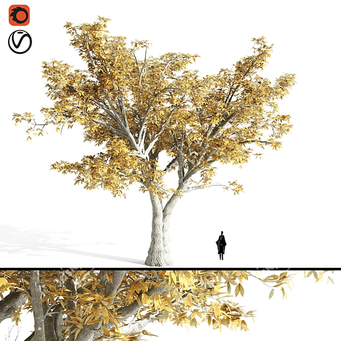 14.42m High Quality Elm Tree 3D model image 1