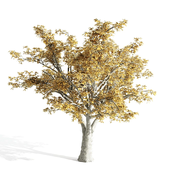 14.42m High Quality Elm Tree 3D model image 2