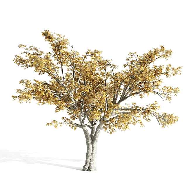 14.42m High Quality Elm Tree 3D model image 3