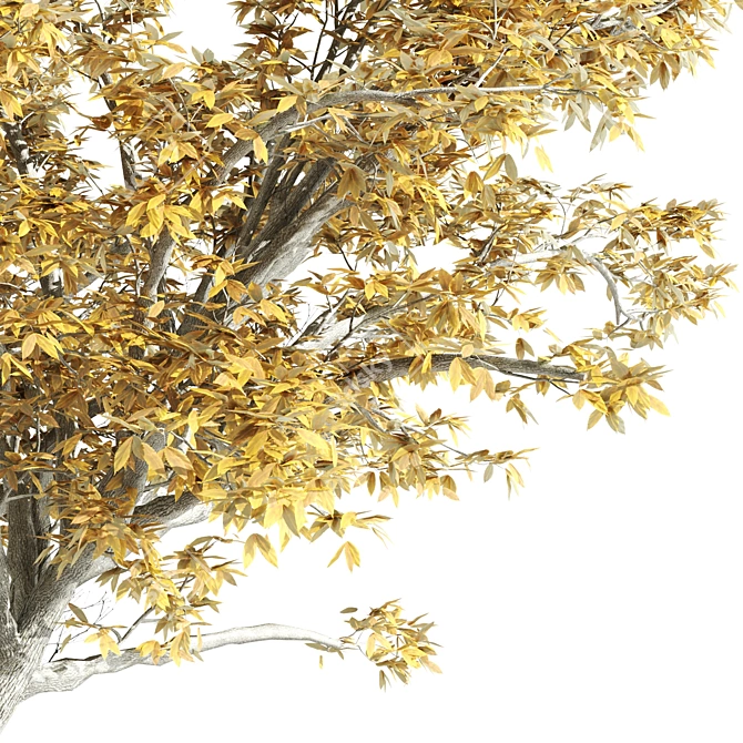 14.42m High Quality Elm Tree 3D model image 5