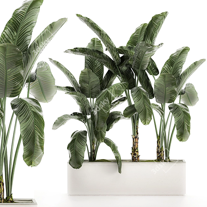 Tropical Banana Palm in White Vase 3D model image 1