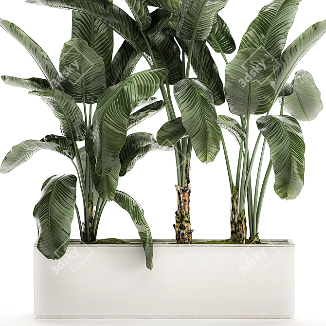 Tropical Banana Palm in White Vase 3D model image 3