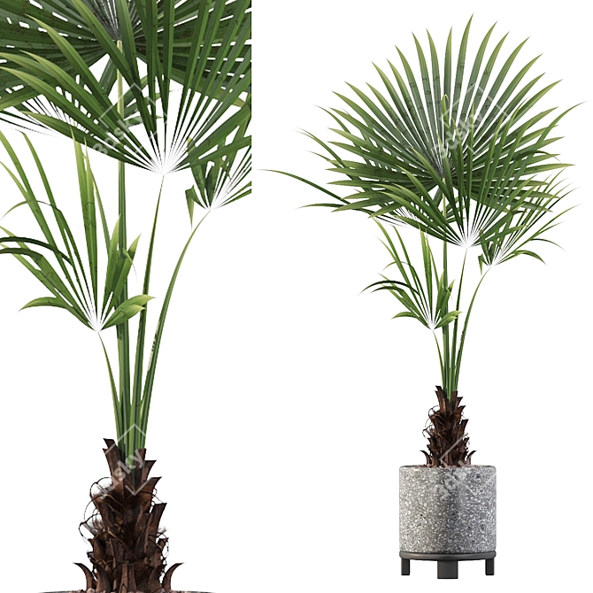 Tropical Oasis: Washingtonia Filifera 3D model image 1