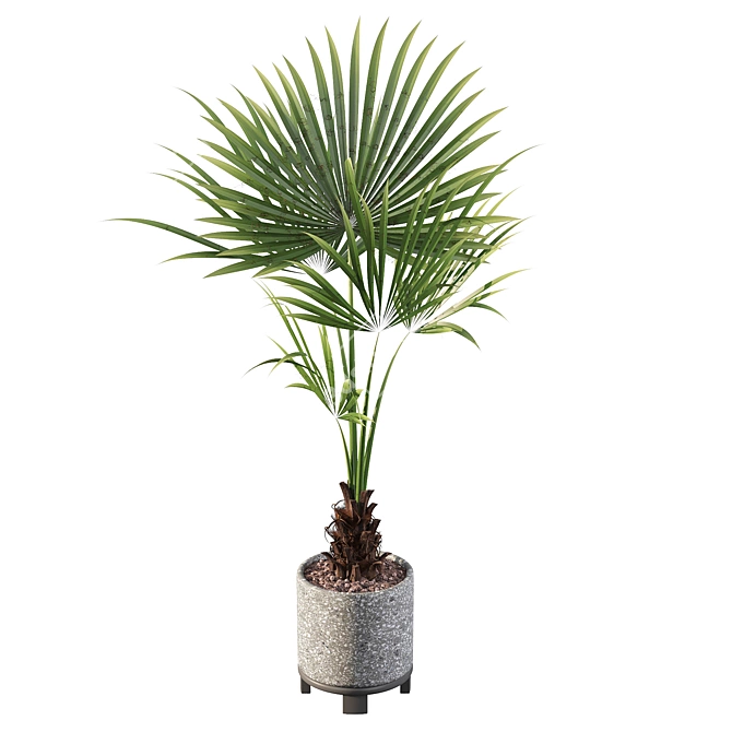 Tropical Oasis: Washingtonia Filifera 3D model image 3