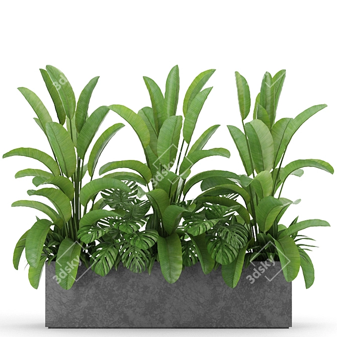 Indoor & Outdoor Plant Collection: Banana Palm, Monstera, Aspidistra & Grass 3D model image 3