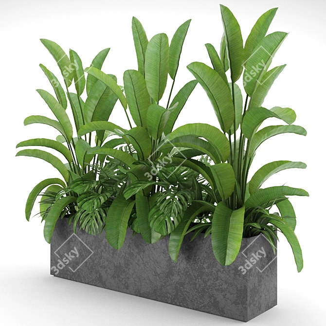 Indoor & Outdoor Plant Collection: Banana Palm, Monstera, Aspidistra & Grass 3D model image 4