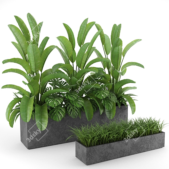 Indoor & Outdoor Plant Collection: Banana Palm, Monstera, Aspidistra & Grass 3D model image 5