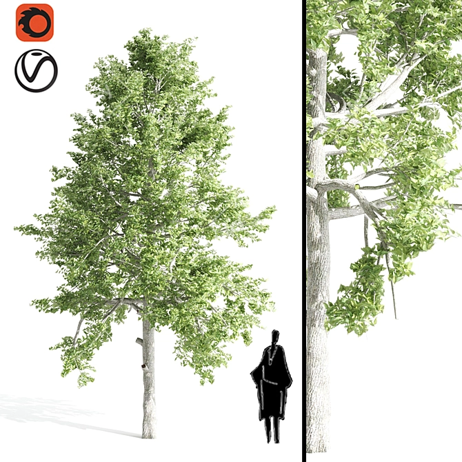 Elegant Tupelo Tree: 7.20m Height 3D model image 1