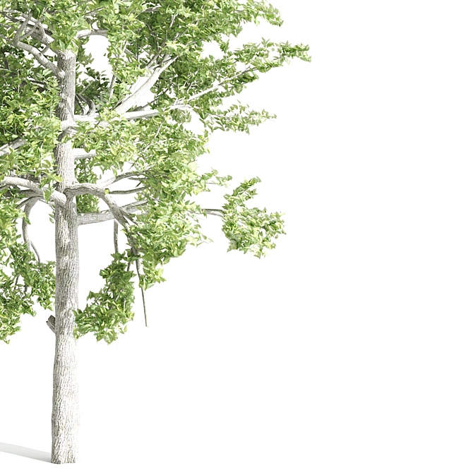 Elegant Tupelo Tree: 7.20m Height 3D model image 3