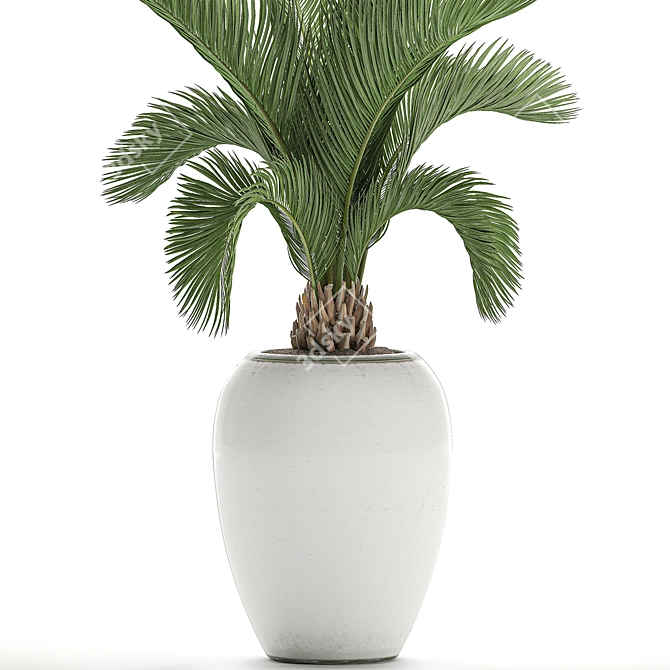 Tropical Palm in White Pot - Exotic, Indoor Plant 3D model image 4