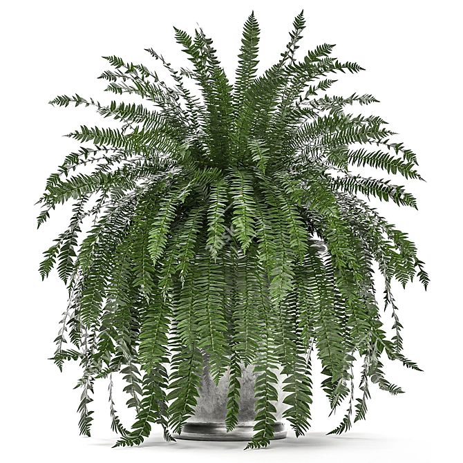 Tropical Fern Collection in Black Pot 3D model image 5