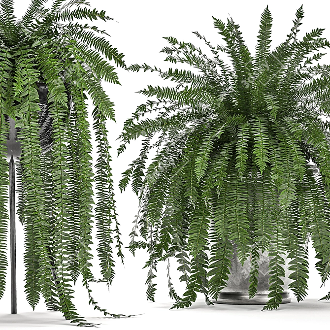 Tropical Fern Collection in Black Pot 3D model image 1