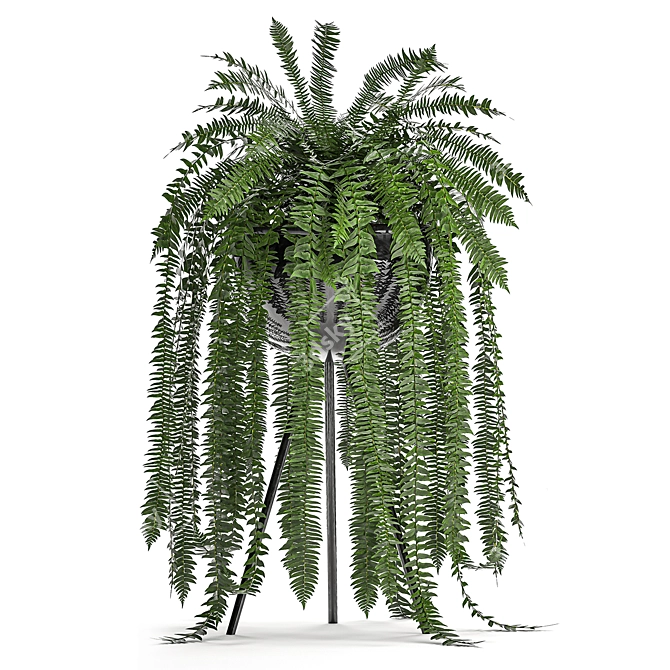 Tropical Fern Collection in Black Pot 3D model image 2