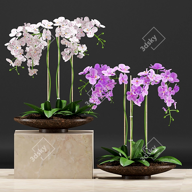 Orchid Pot: Plants & 3D Files 3D model image 2