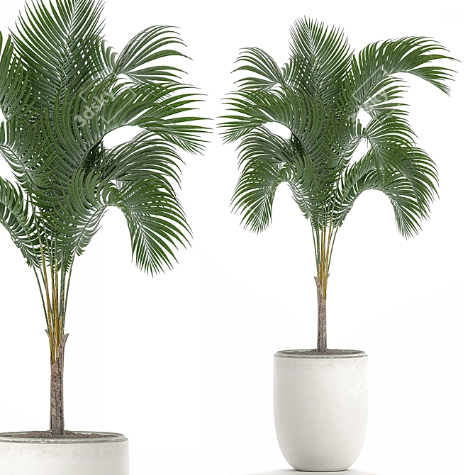 Tropical Palm in White Pot 3D model image 1