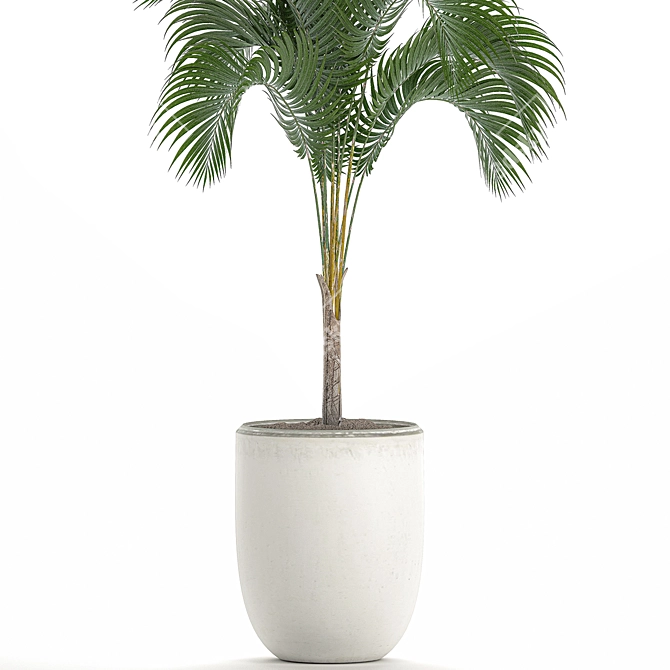 Tropical Palm in White Pot 3D model image 4