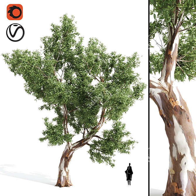 Premium Eucalyptus Tree: Majestic, Lifelike, 12.71m 3D model image 1