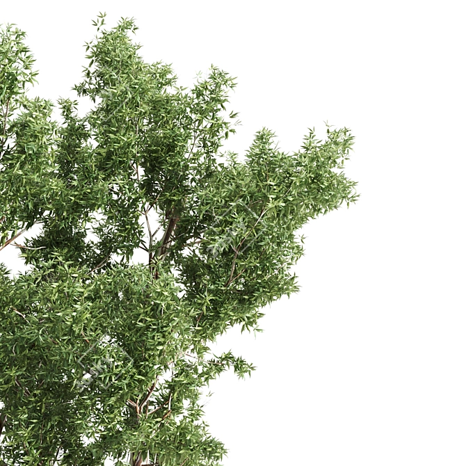 Premium Eucalyptus Tree: Majestic, Lifelike, 12.71m 3D model image 3