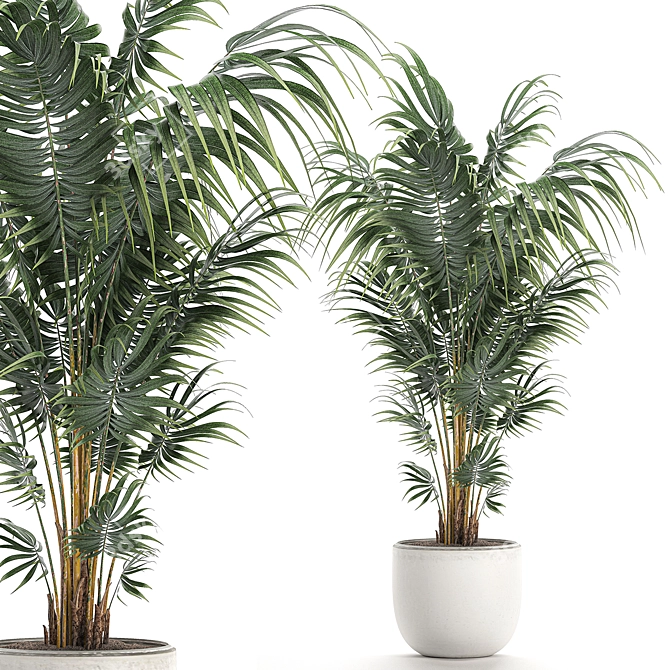 Tropical Palm: Exotic Indoor Plant Collection 3D model image 1