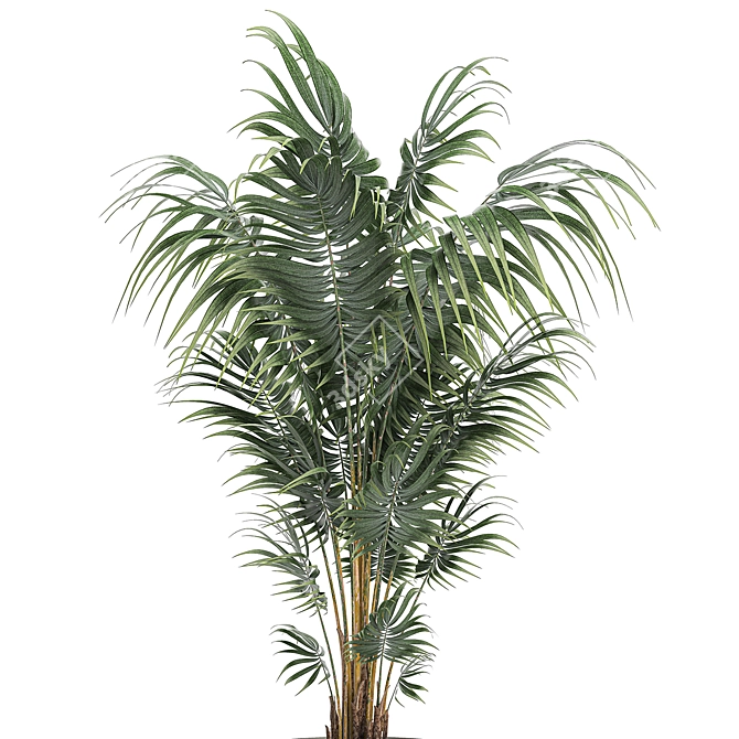 Tropical Palm: Exotic Indoor Plant Collection 3D model image 3