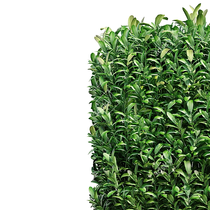 Lush Bush Plants for 3D Modeling 3D model image 4