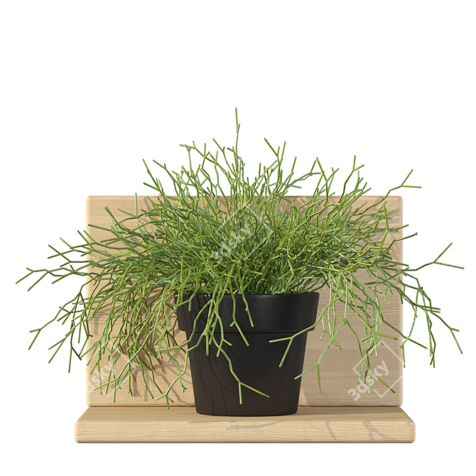 Rhipsalis Baccifera 01: Lush 3D Plant 3D model image 1