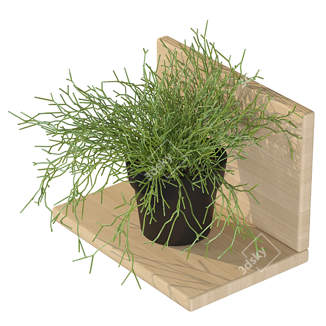 Rhipsalis Baccifera 01: Lush 3D Plant 3D model image 2