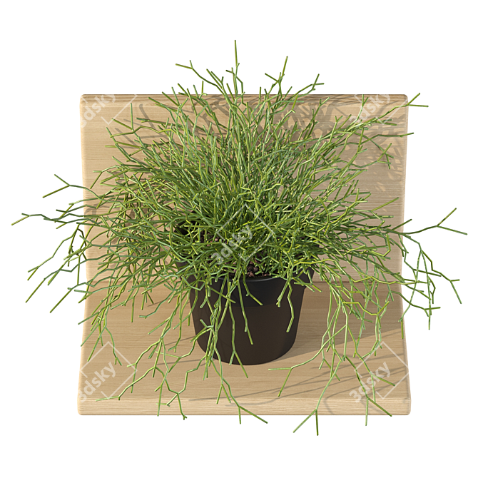 Rhipsalis Baccifera 01: Lush 3D Plant 3D model image 3