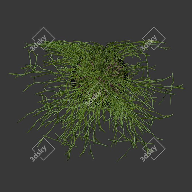 Rhipsalis Baccifera 01: Lush 3D Plant 3D model image 4