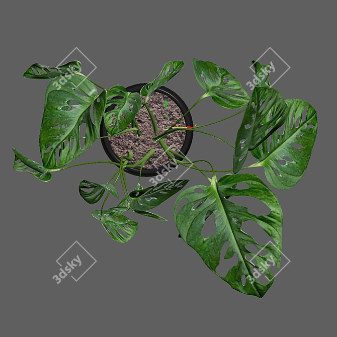 Tropical Leaf Decor: Monstera Monkey Mask 3D model image 4