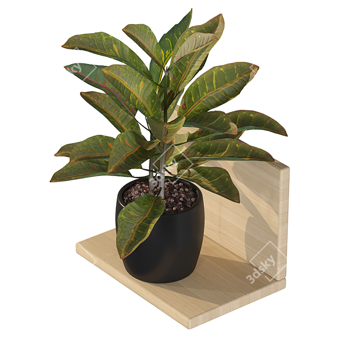 Tropical Delight Croton Plant 3D model image 2