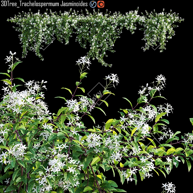 Trachelospermum Jasminoides - Star Jasmine Creepers 3D model image 1